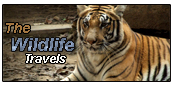 The Wildlife Travel